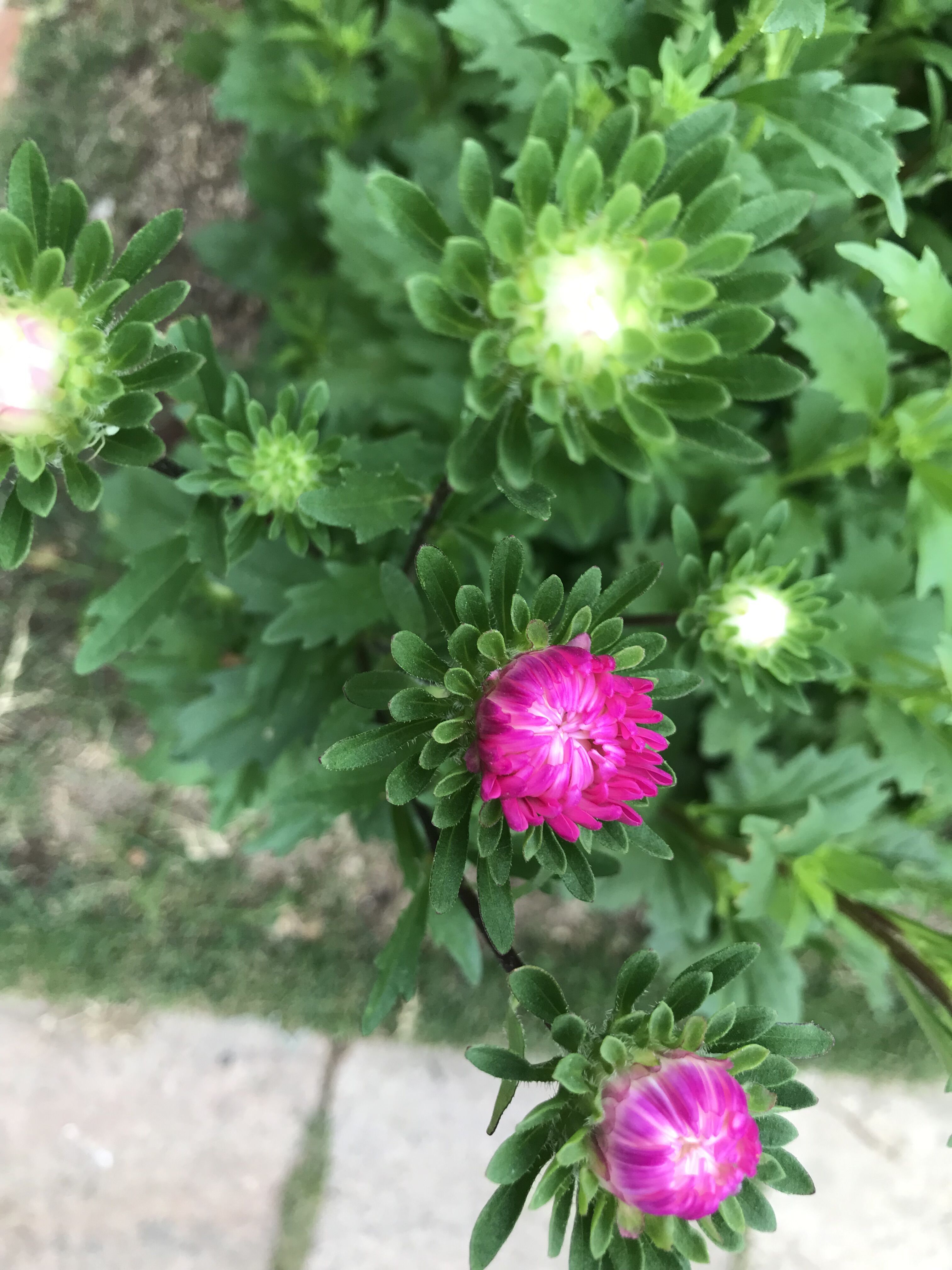香るルブラン キンカンの花 アスター蕾ふくらむ きよひめの気ままにロザリアン 香るルブラン キンカンの花 アスター蕾ふくらむ きよひめの気ままにロザリアン