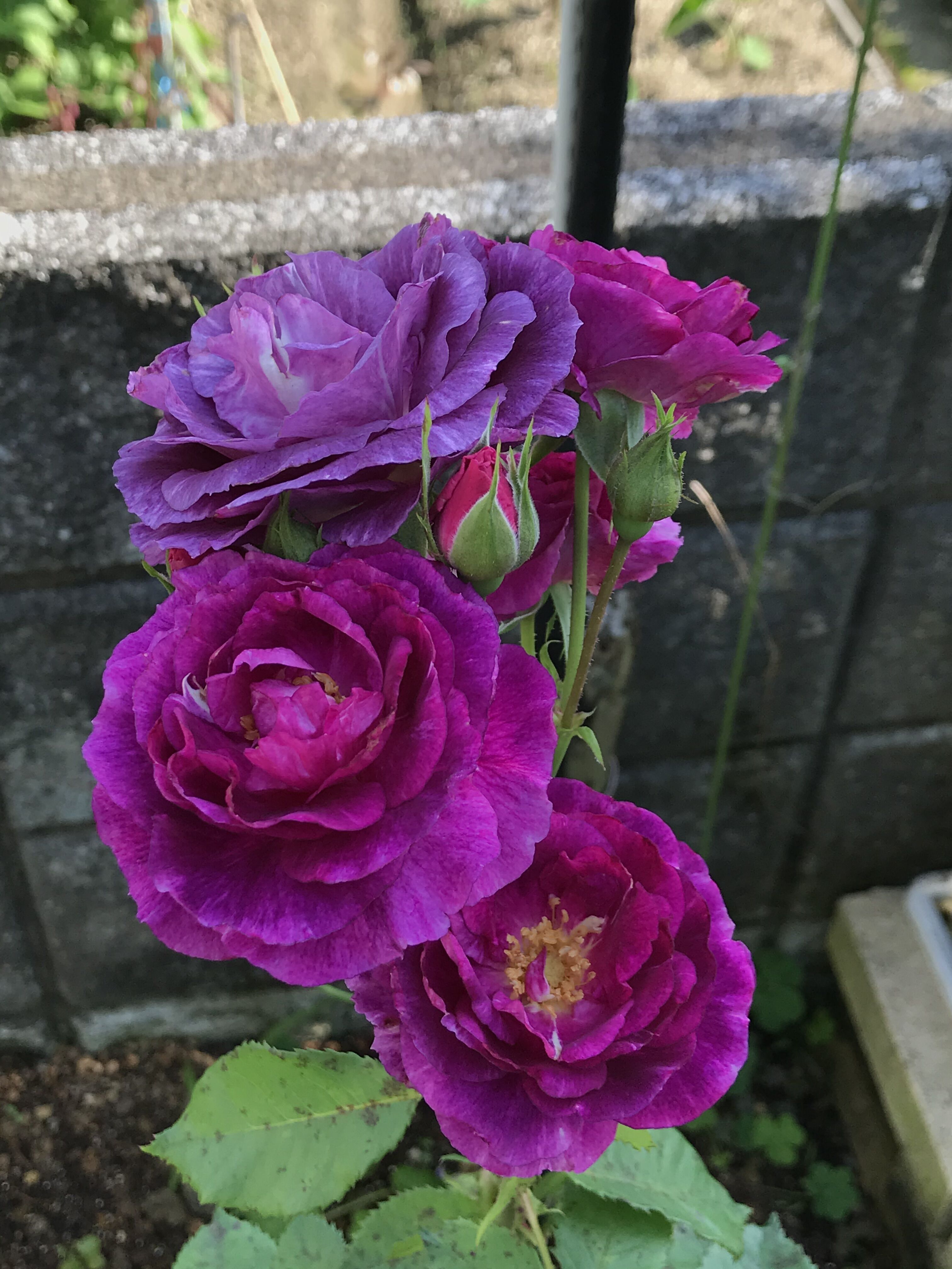 東庭の紫陽花とミステリューズ きよひめの気ままにロザリアン 東庭の紫陽花とミステリューズ きよひめの気ままにロザリアン