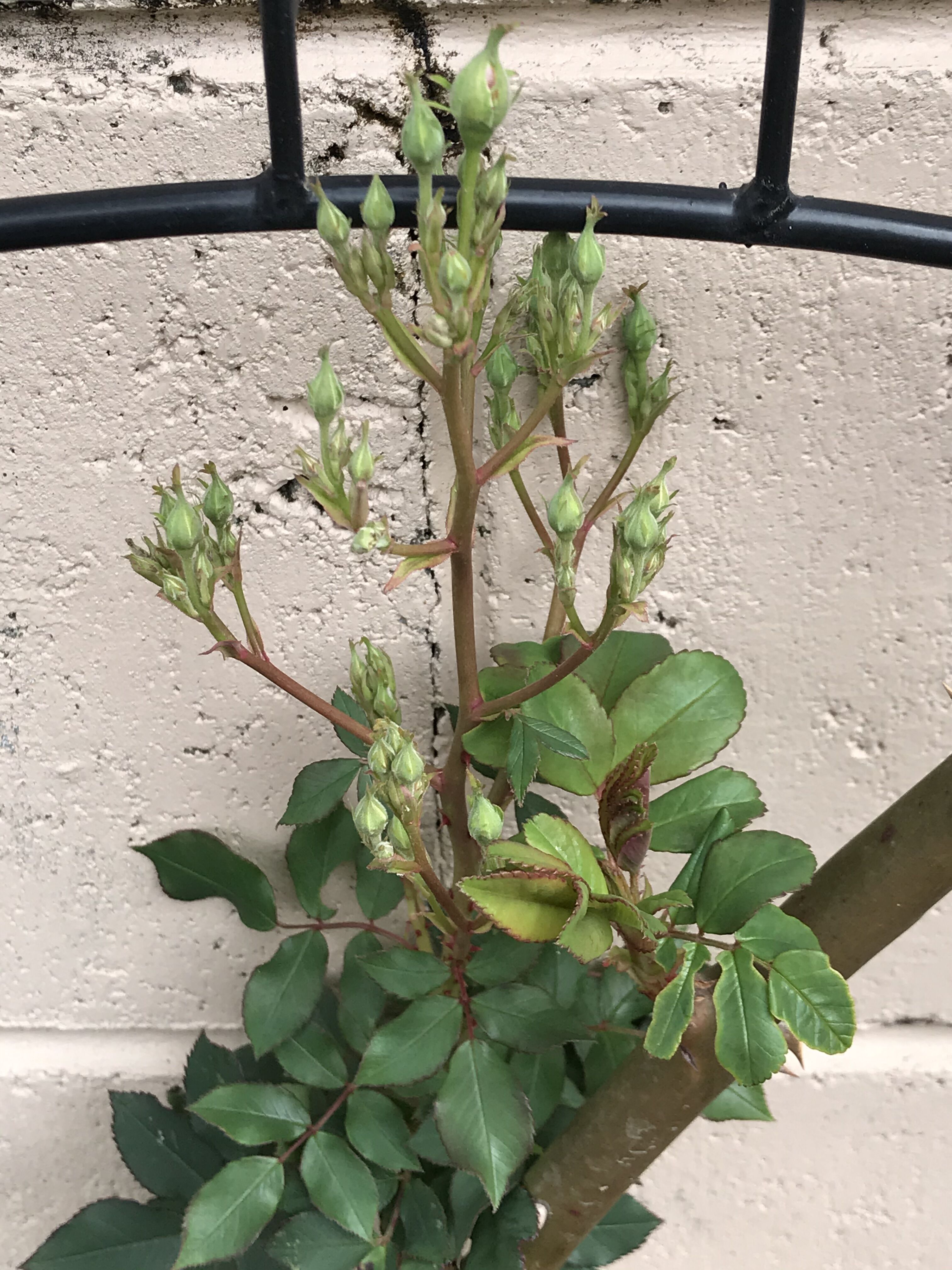 早 薔薇に蕾が 白雪姫も きよひめの気ままにロザリアン