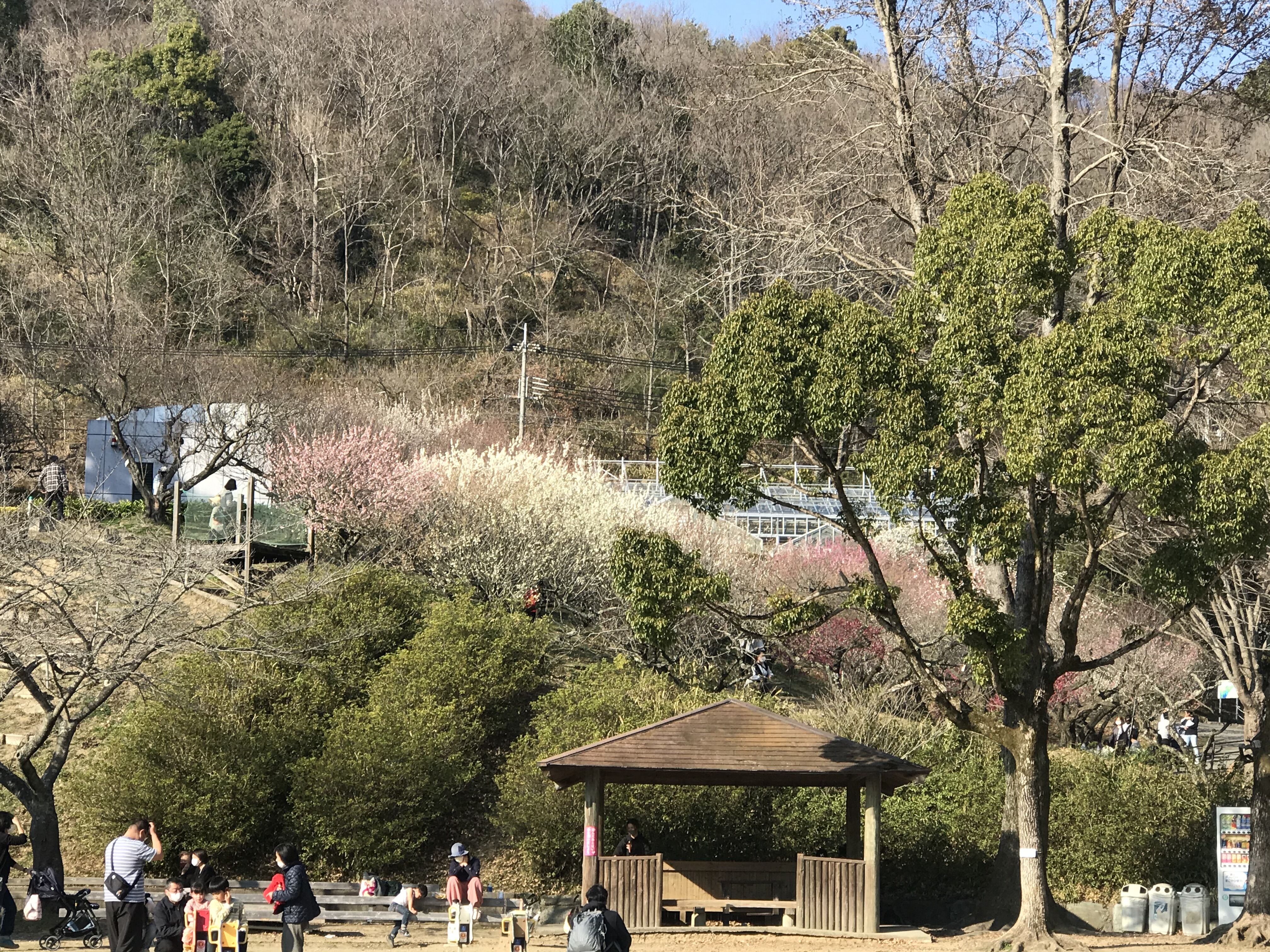 和歌山緑化センター 梅見頃 O きよひめの気ままにロザリアン 和歌山緑化センター 梅見頃 O きよひめの気ままにロザリアン