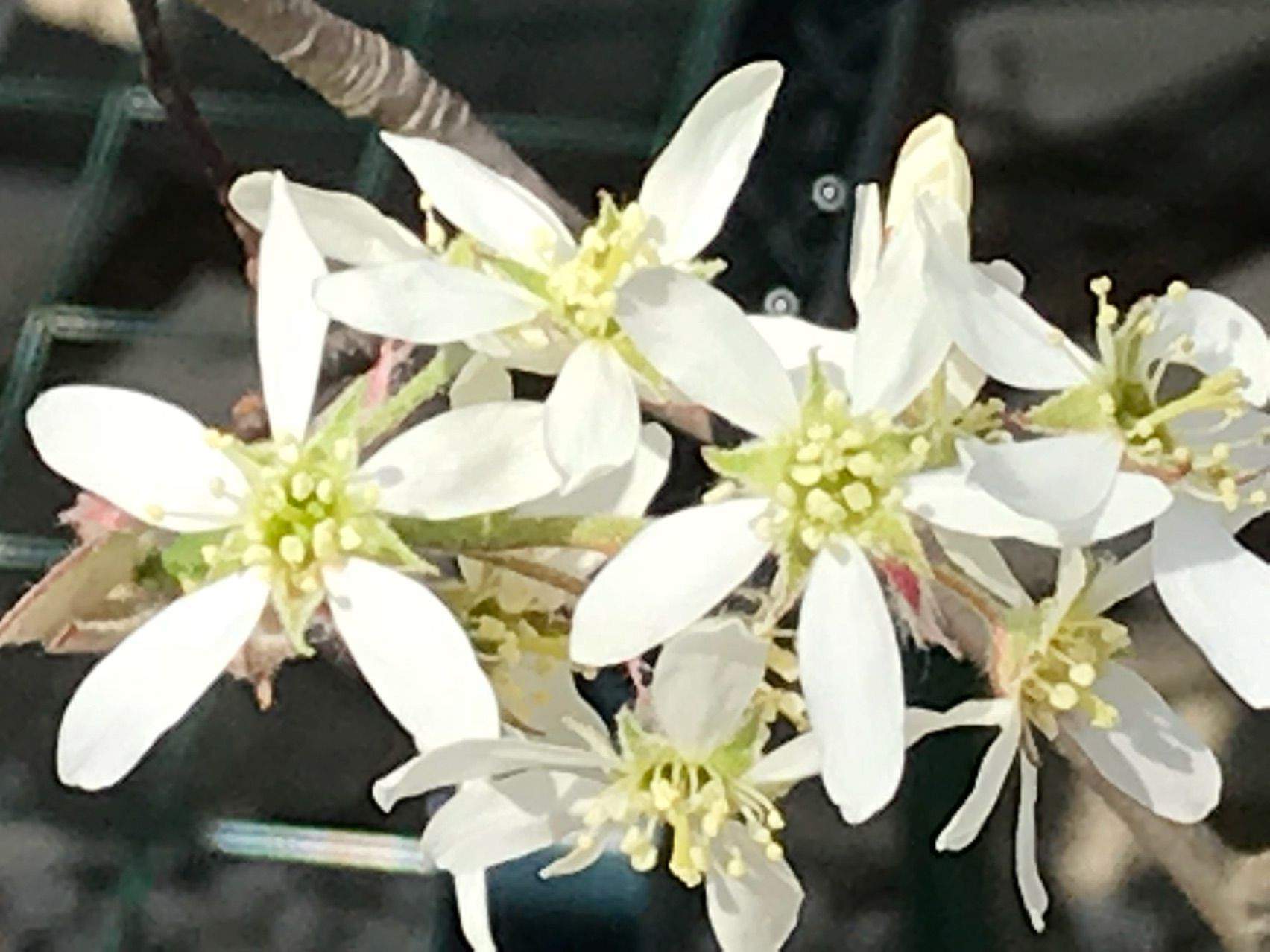 ジューンベリーの花 きよひめの気ままにロザリアン ジューンベリーの花 きよひめの気ままにロザリアン