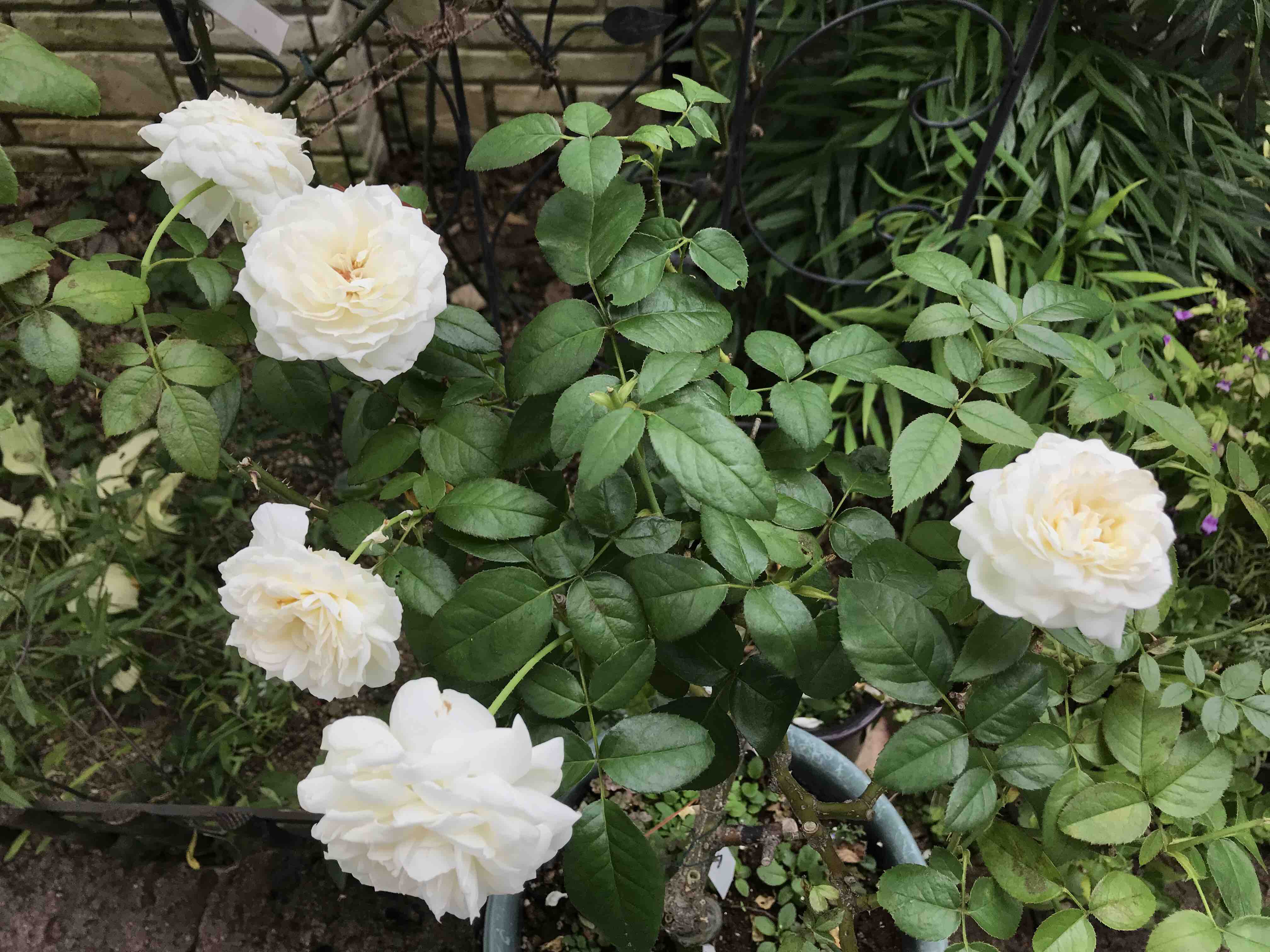 ９月のボレロ ルブラン きよひめの気ままにロザリアン