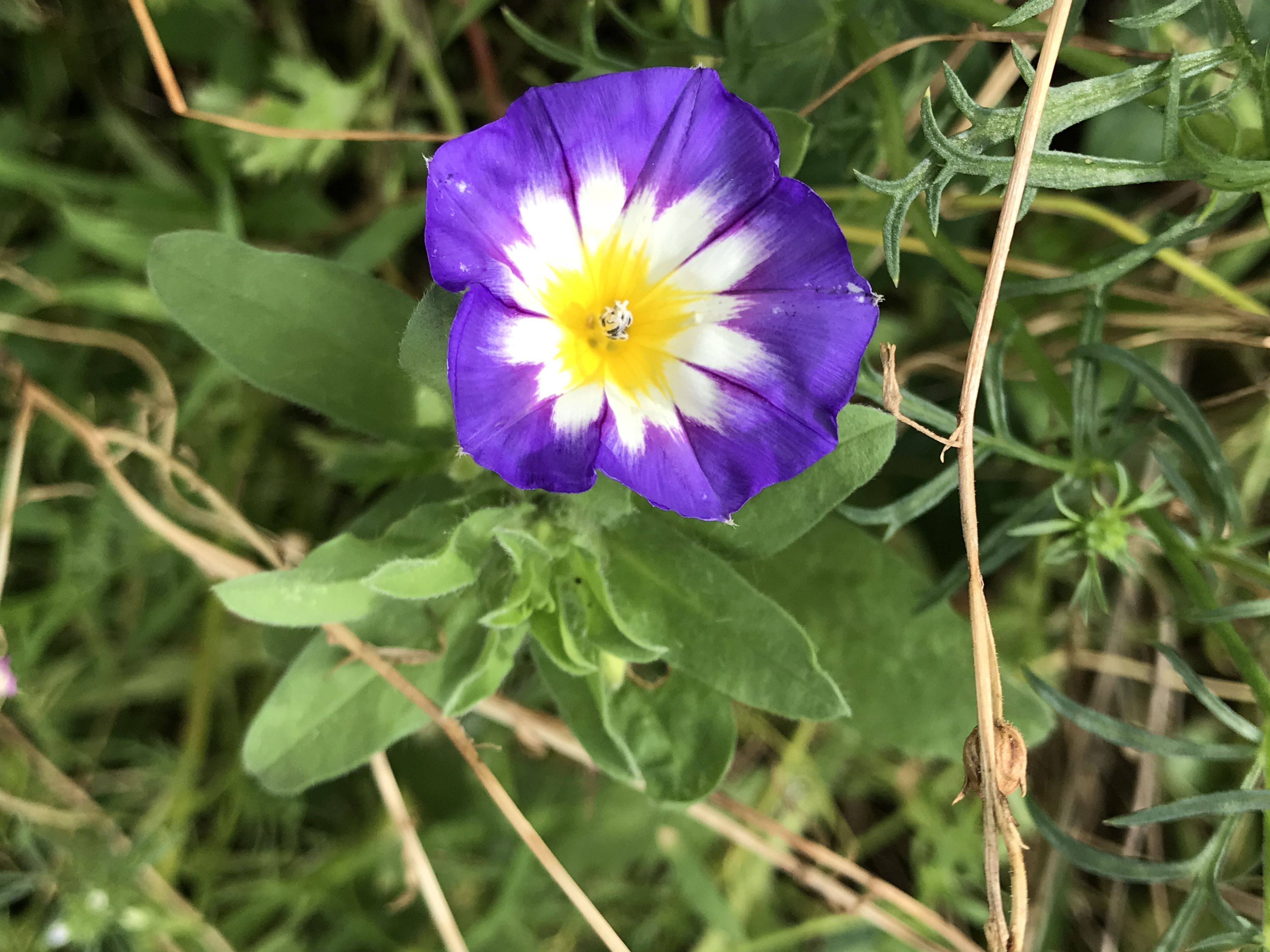 こんなの初めて ワイルドフラワー ニューイマジン きよひめの気ままにロザリアン