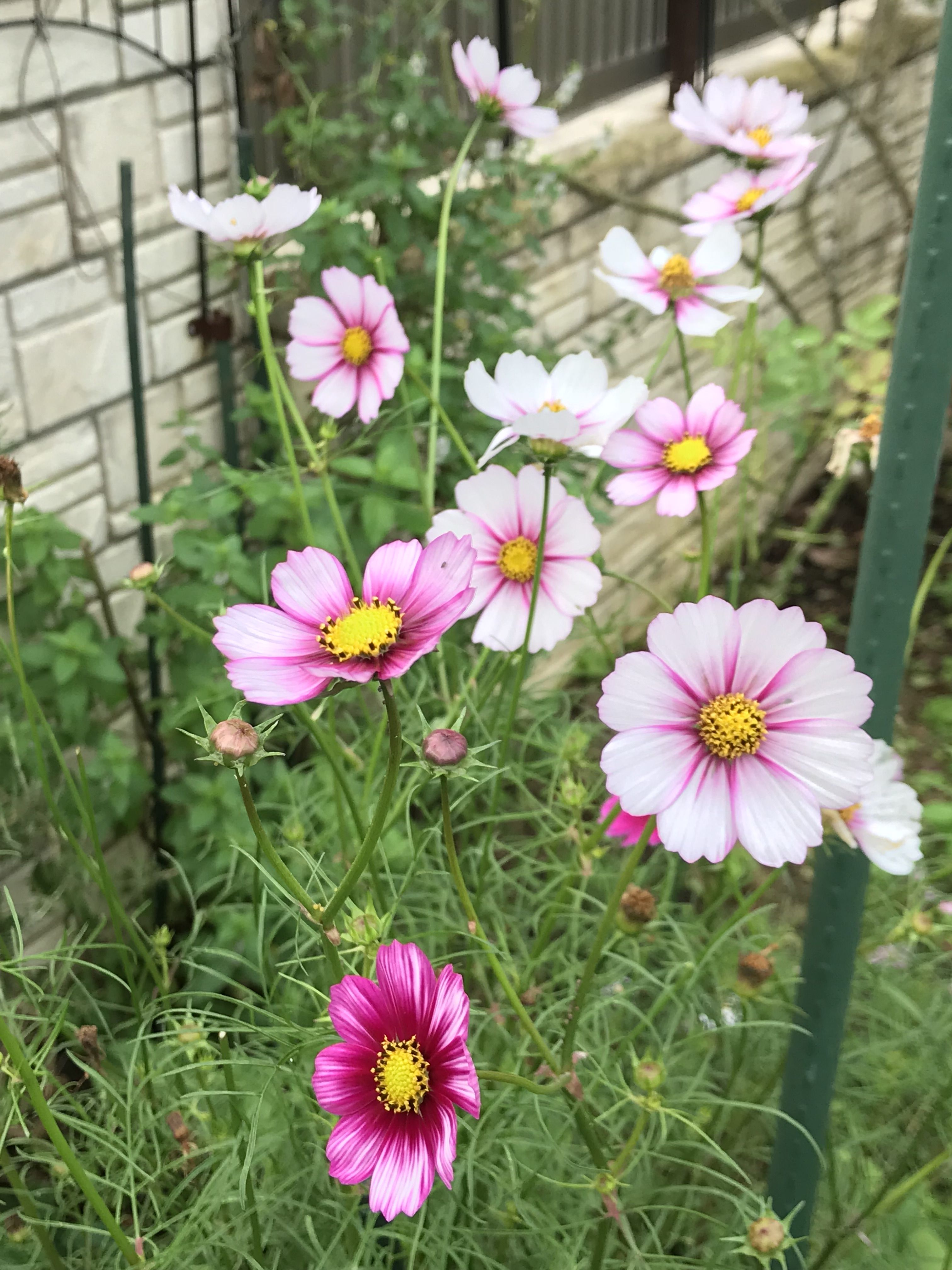 変わり秋桜＆カジノ : きよひめの気ままにロザリアン
