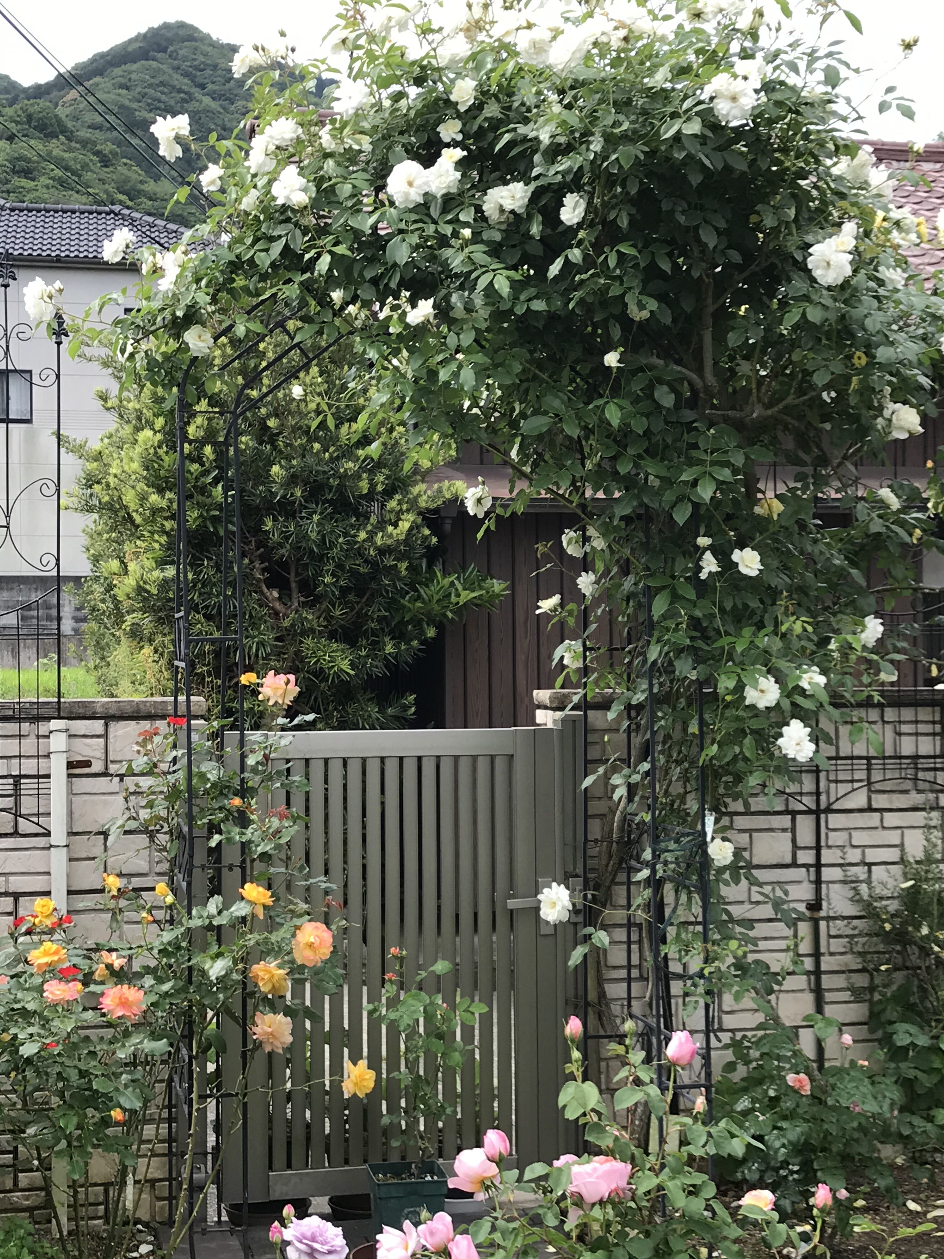 東 南側のつるバラ特集 O きよひめの気ままにロザリアン