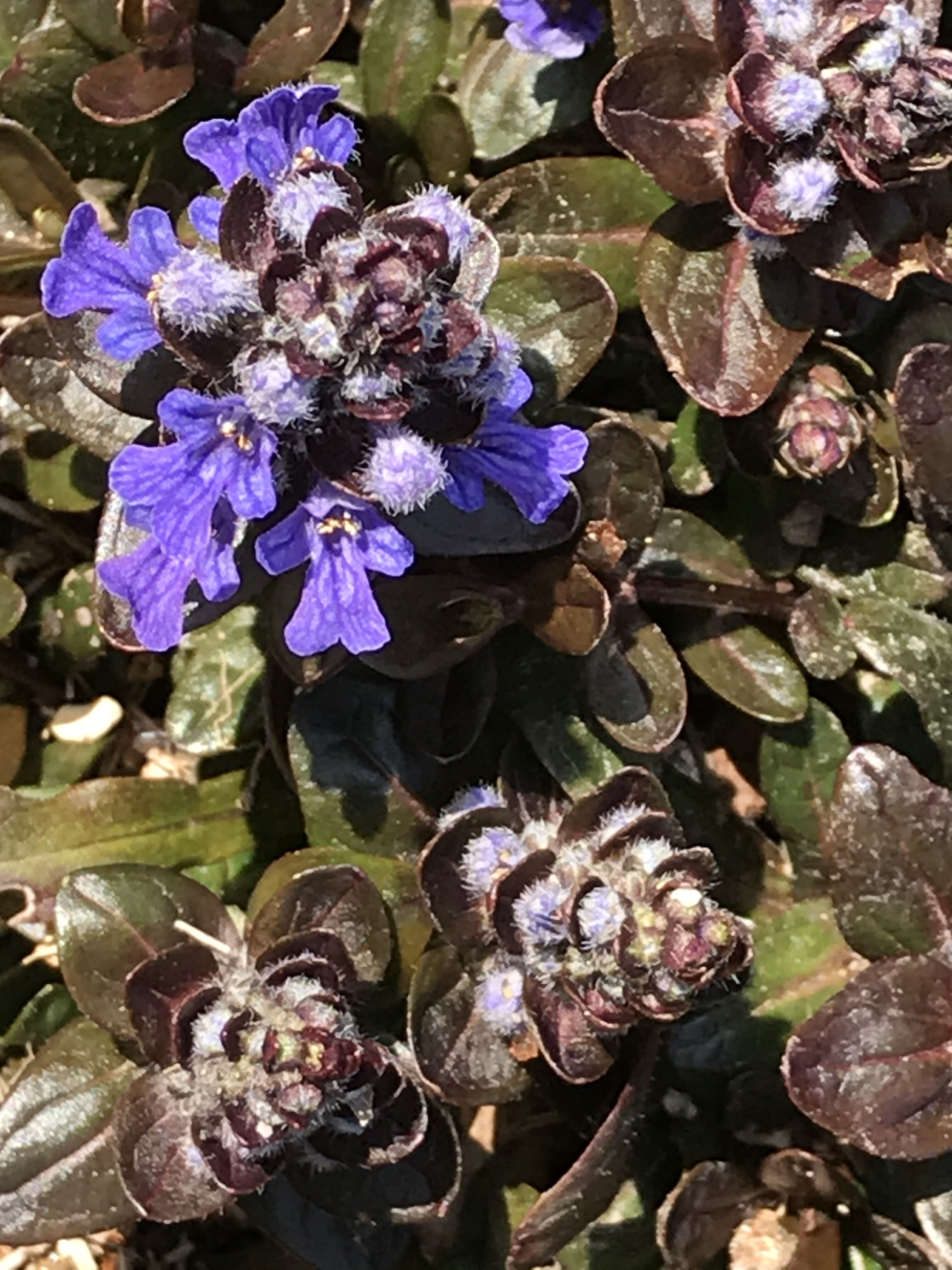 ベロニカオックスフォード アジュガの花 きよひめの気ままにロザリアン ベロニカオックスフォード アジュガの花 きよひめの気ままにロザリアン