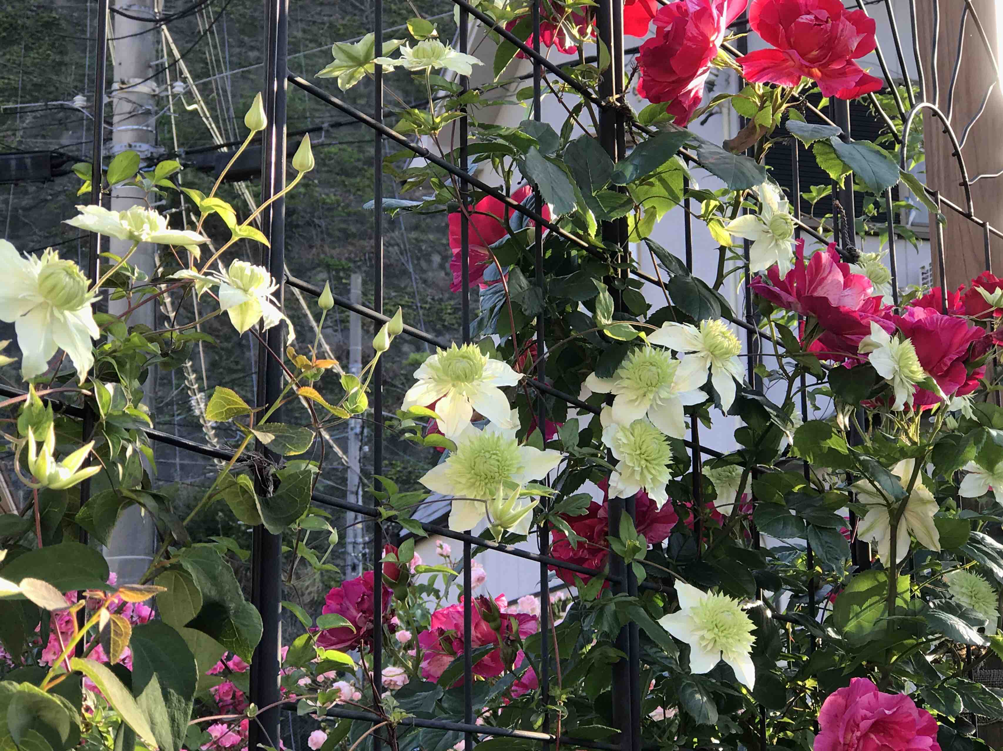 華やかなギーサヴォア 白万重 ファビュラス きよひめの気ままにロザリアン 華やかなギーサヴォア 白万重 ファビュラス きよひめの気ままにロザリアン