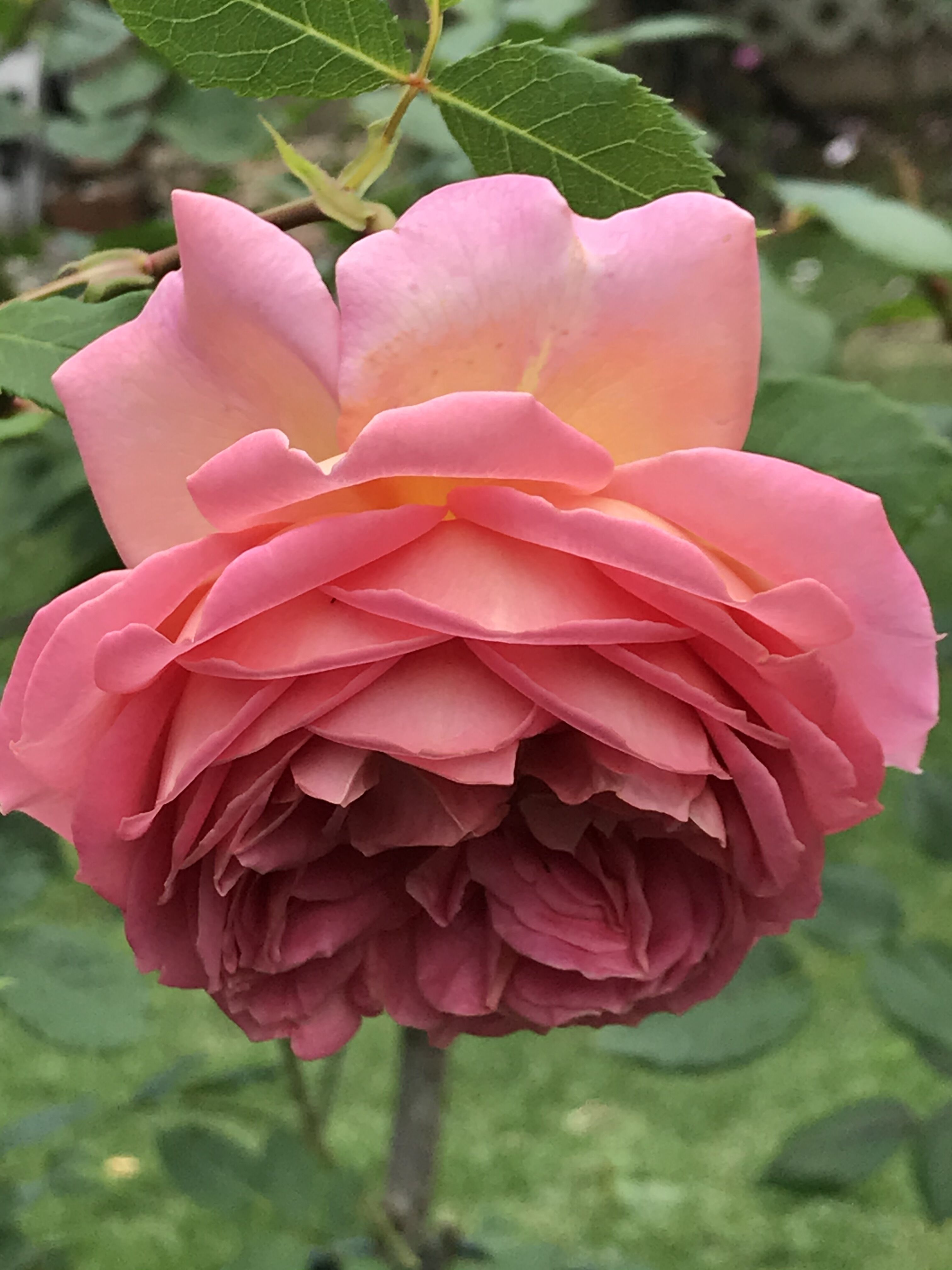 プリンセスケイト 遅咲きer パンドレア きよひめの気ままにロザリアン