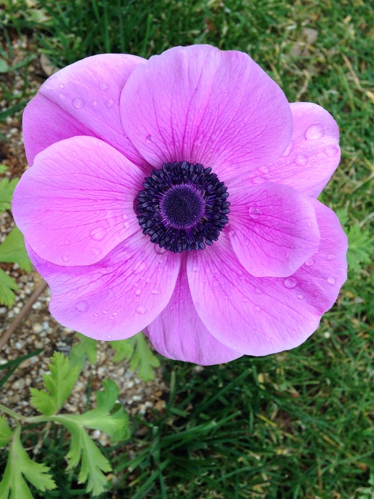 アネモネが華やかに きよひめの気ままにロザリアン