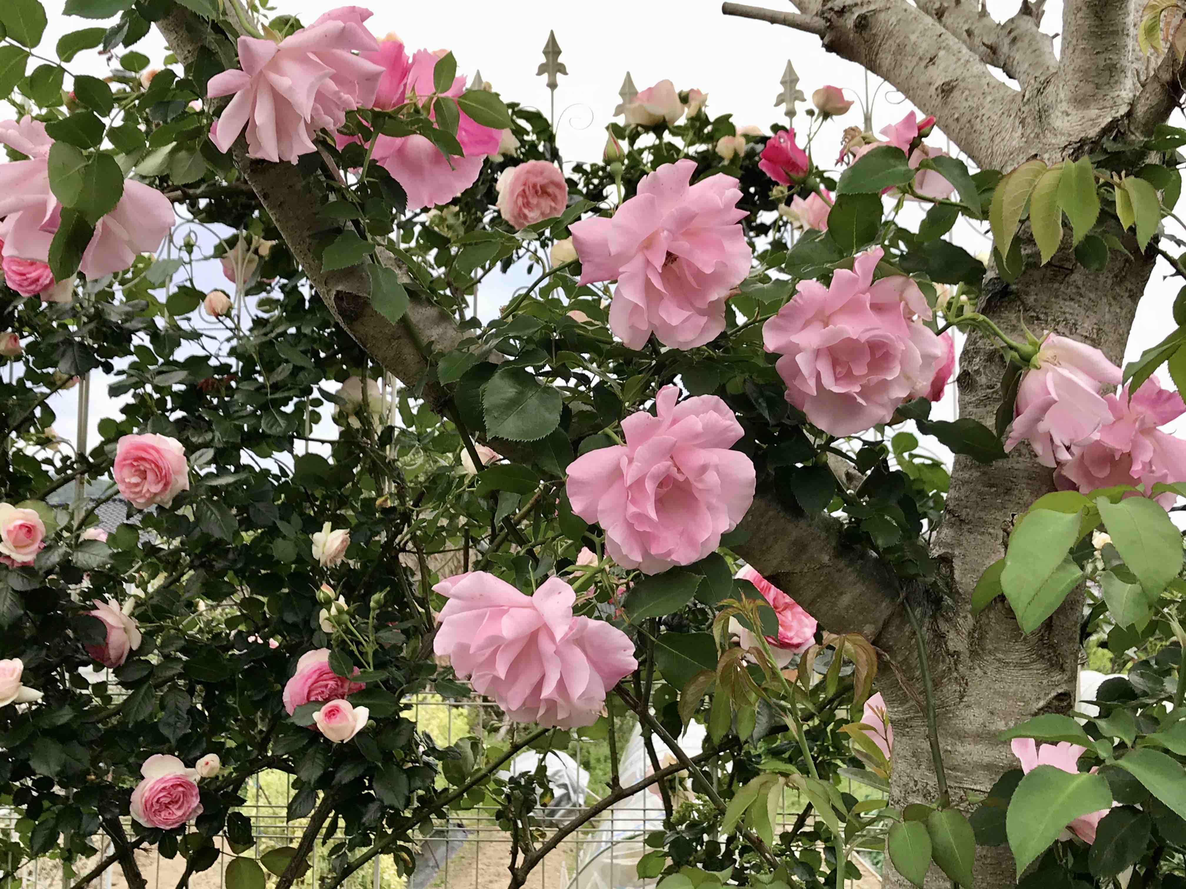 東 南側のつるバラ特集 O きよひめの気ままにロザリアン