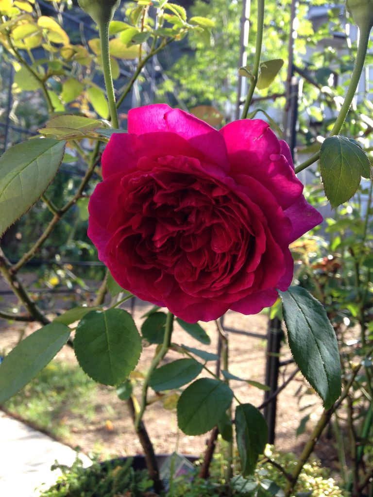 夏のウイリアムシェイクスピア２０００ ゲーテローズ きよひめの気ままにロザリアン