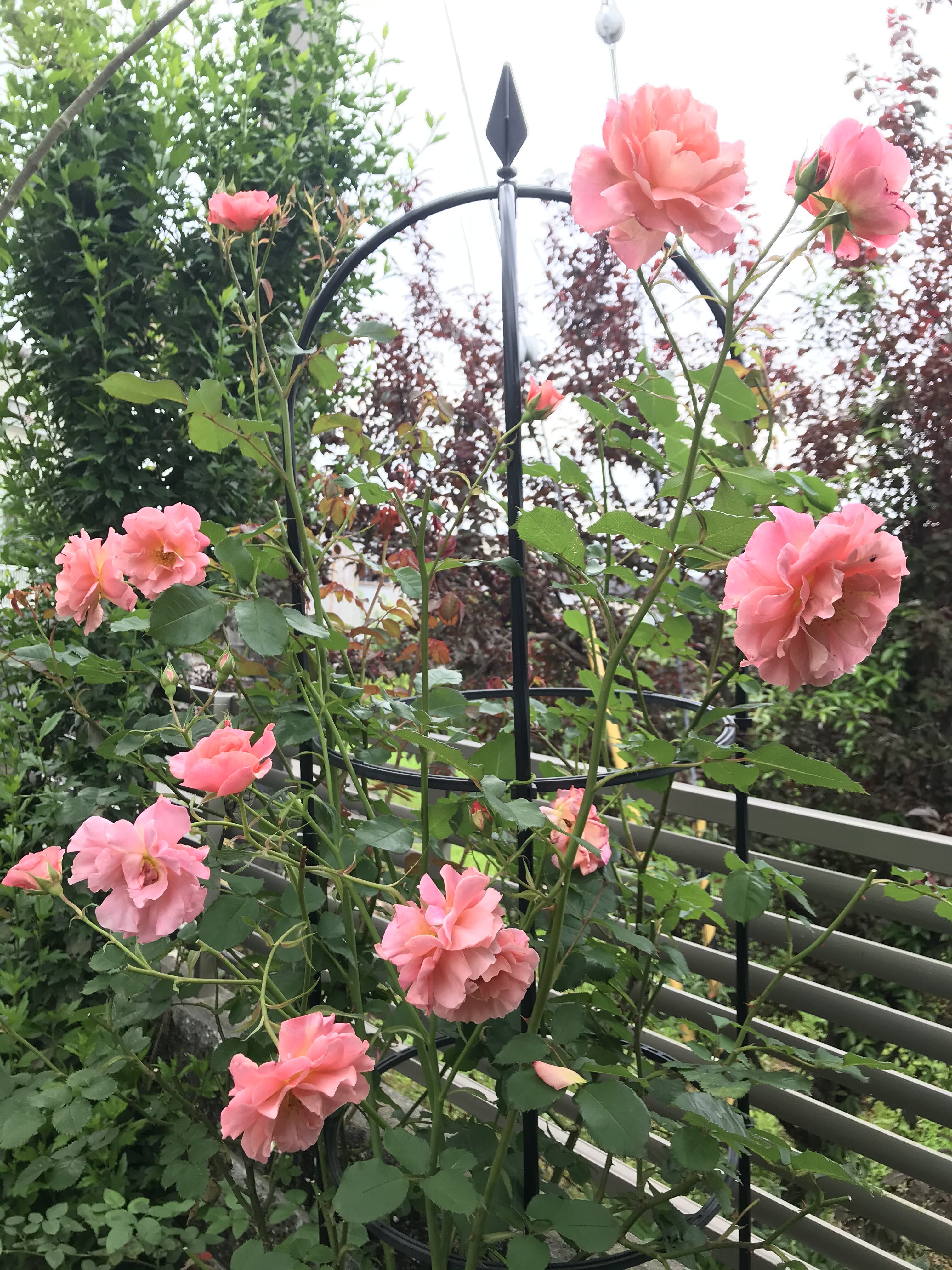 一番花より二番花 サンセットグロウ きよひめの気ままにロザリアン