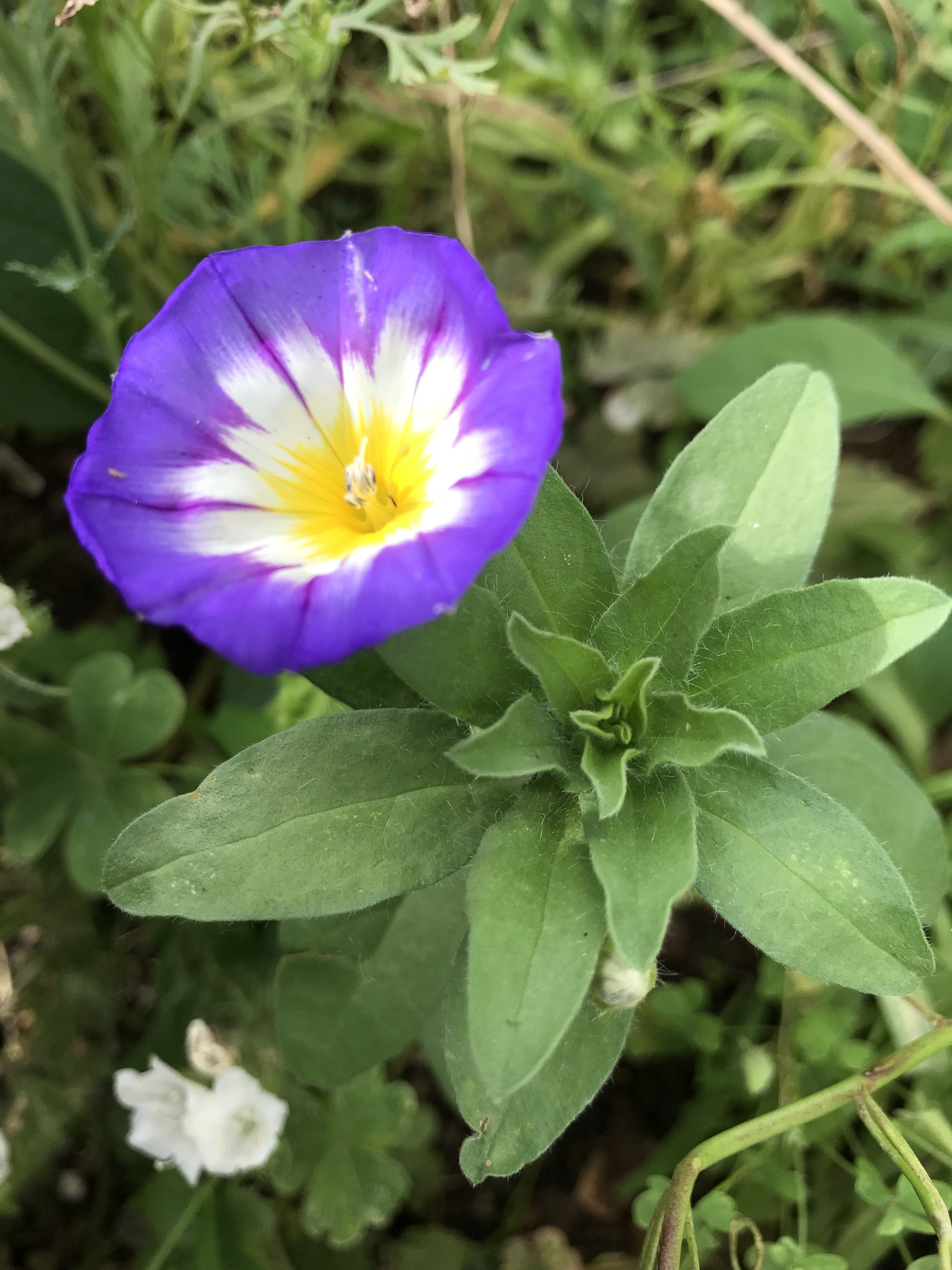 こんなの初めて ワイルドフラワー ニューイマジン きよひめの気ままにロザリアン