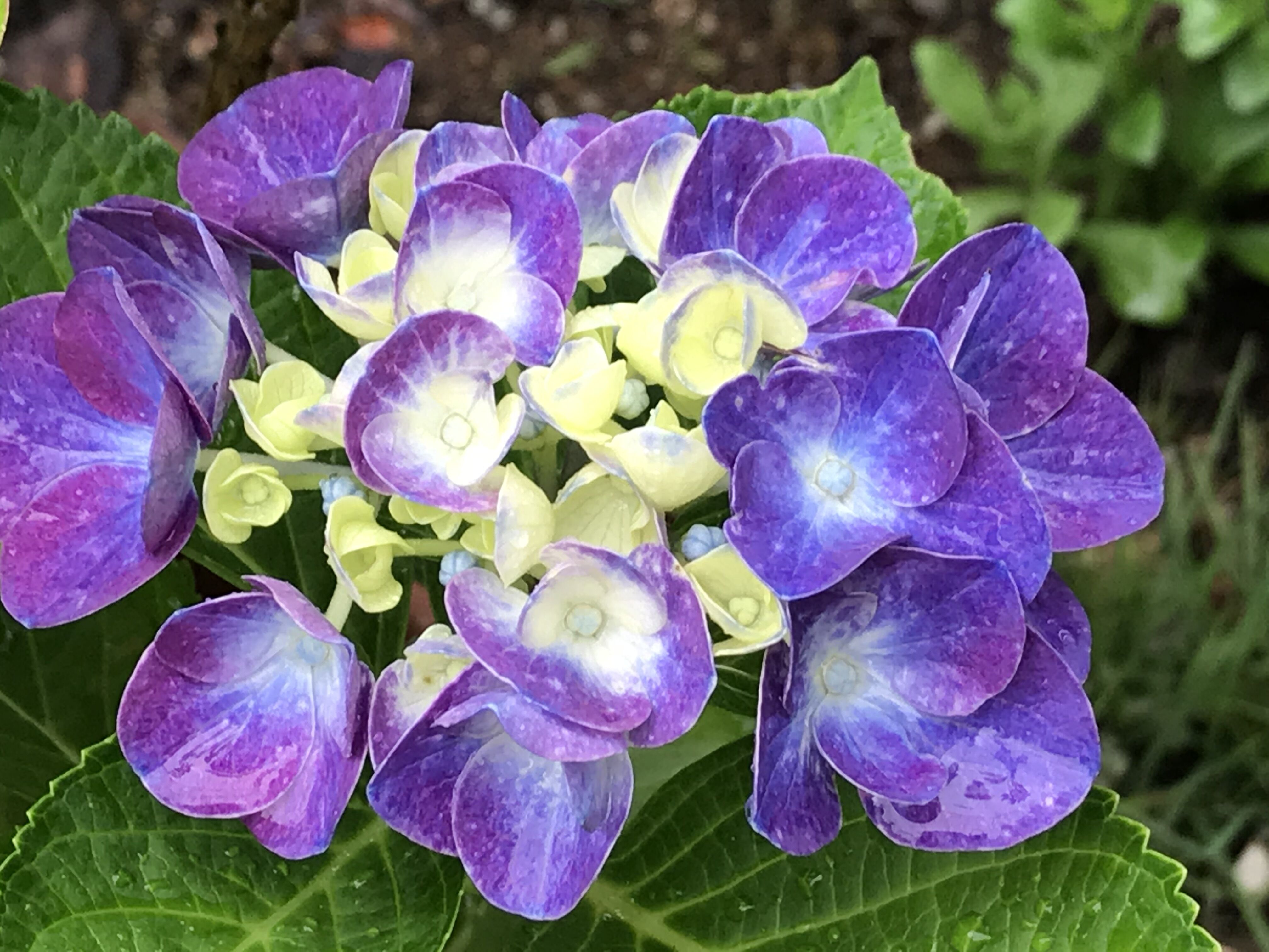 雨の日でもバラ 紫陽花 可愛いベニスモモ きよひめの気ままにロザリアン