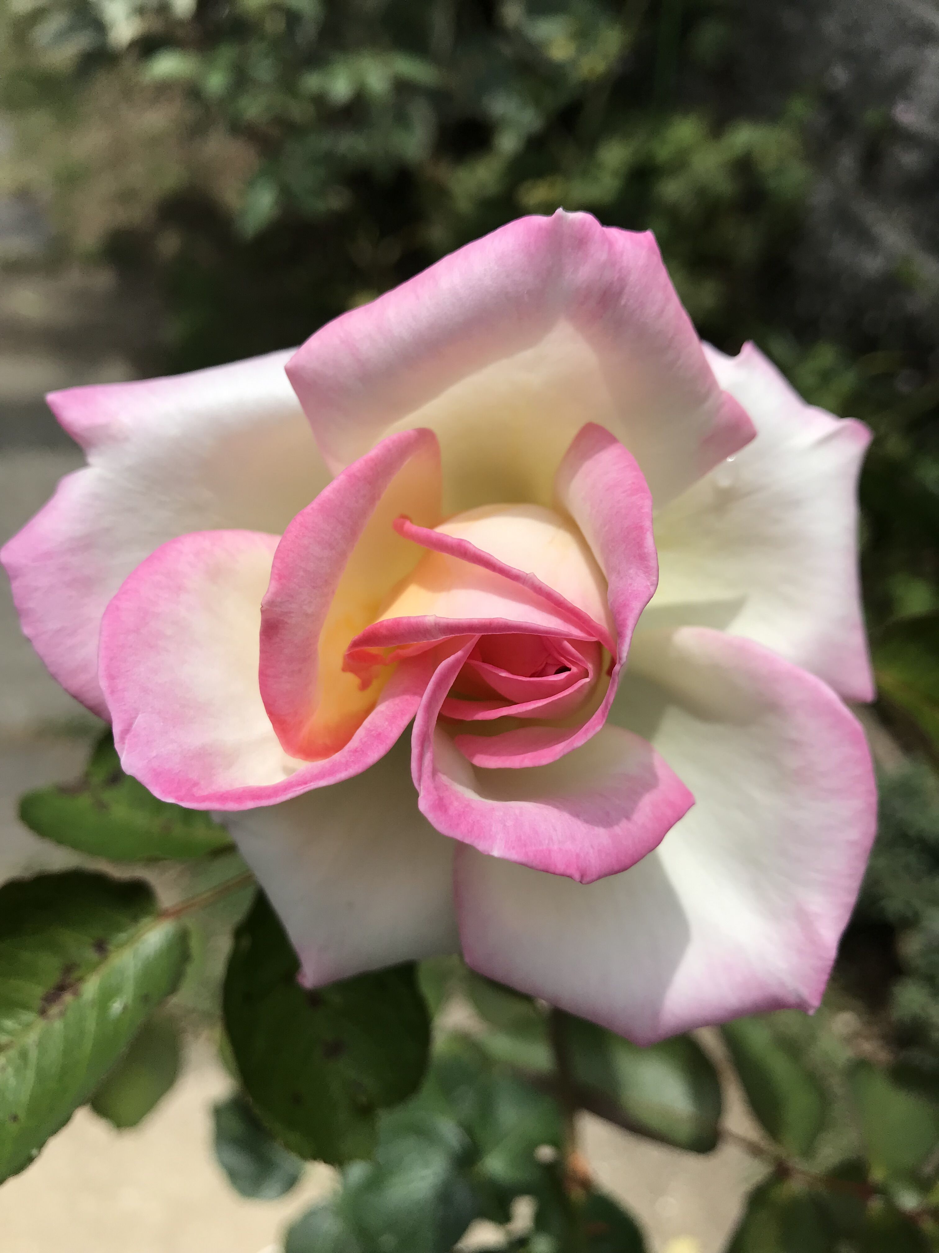 プリンセスドゥモナコ カンパニュラの二番花 きよひめの気ままにロザリアン