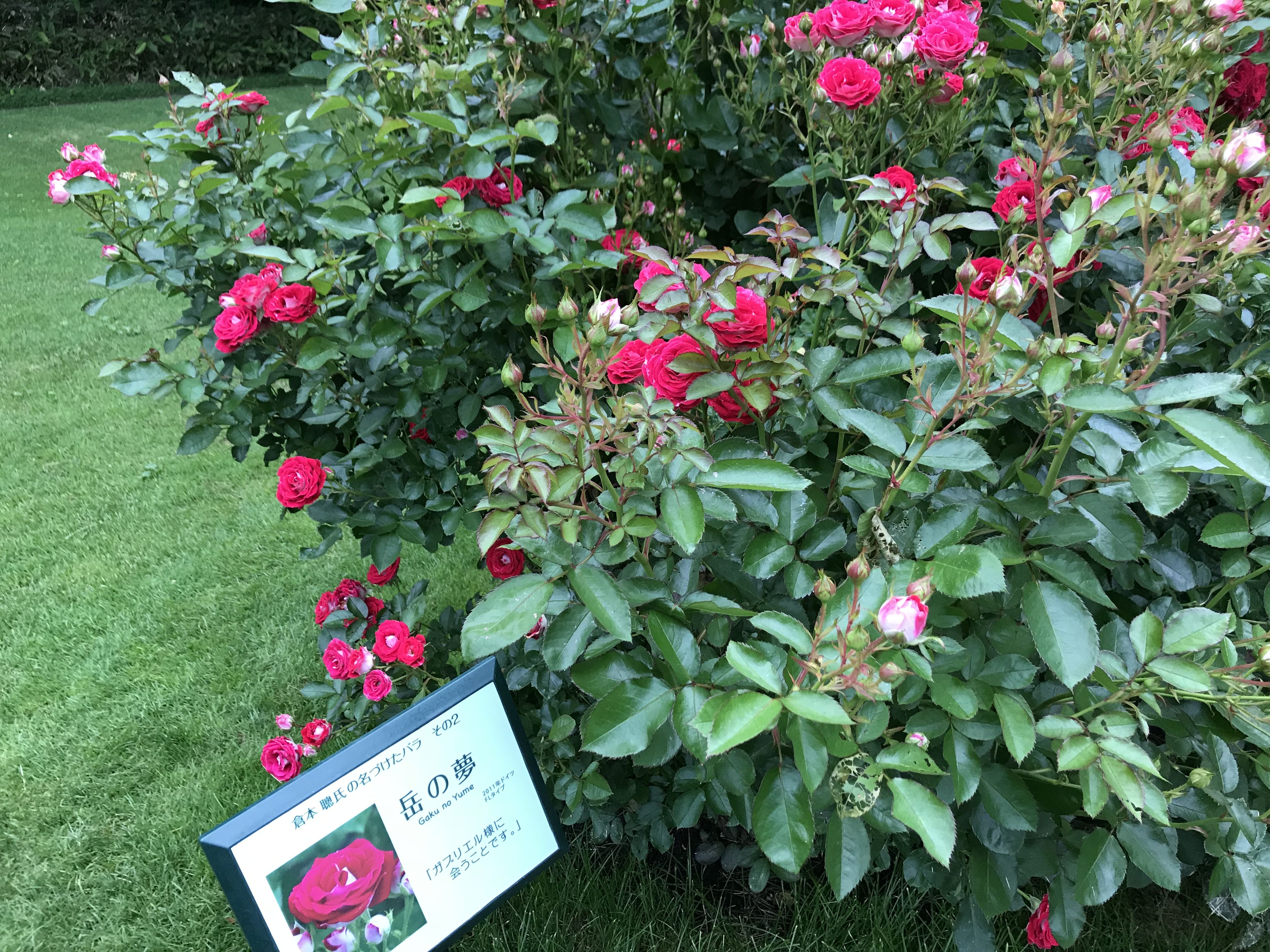 風のガーデン その バラの庭へ きよひめの気ままにロザリアン