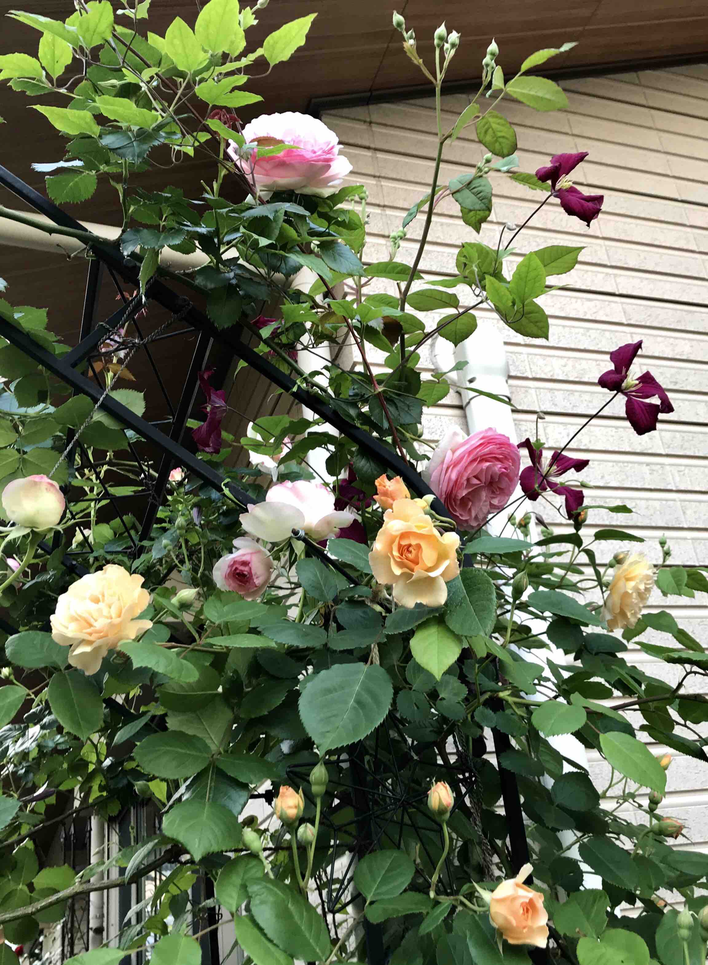 ピエールドゥロンサール バフビューティ クレマチス きよひめの気ままにロザリアン