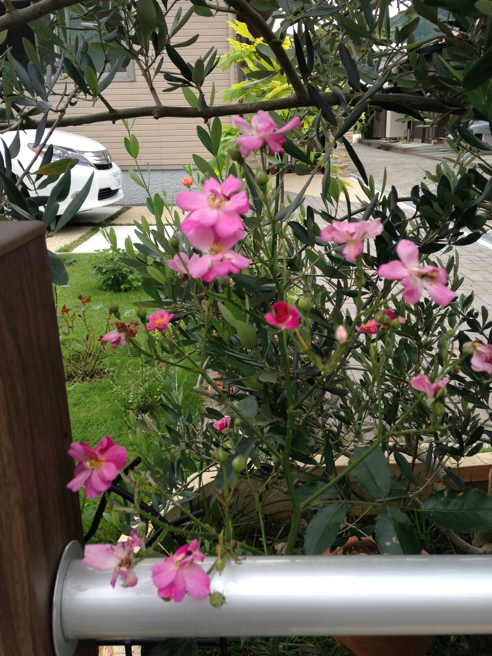 ラベンダードリーム チェリーセージ カンパネラ きよひめの気ままにロザリアン