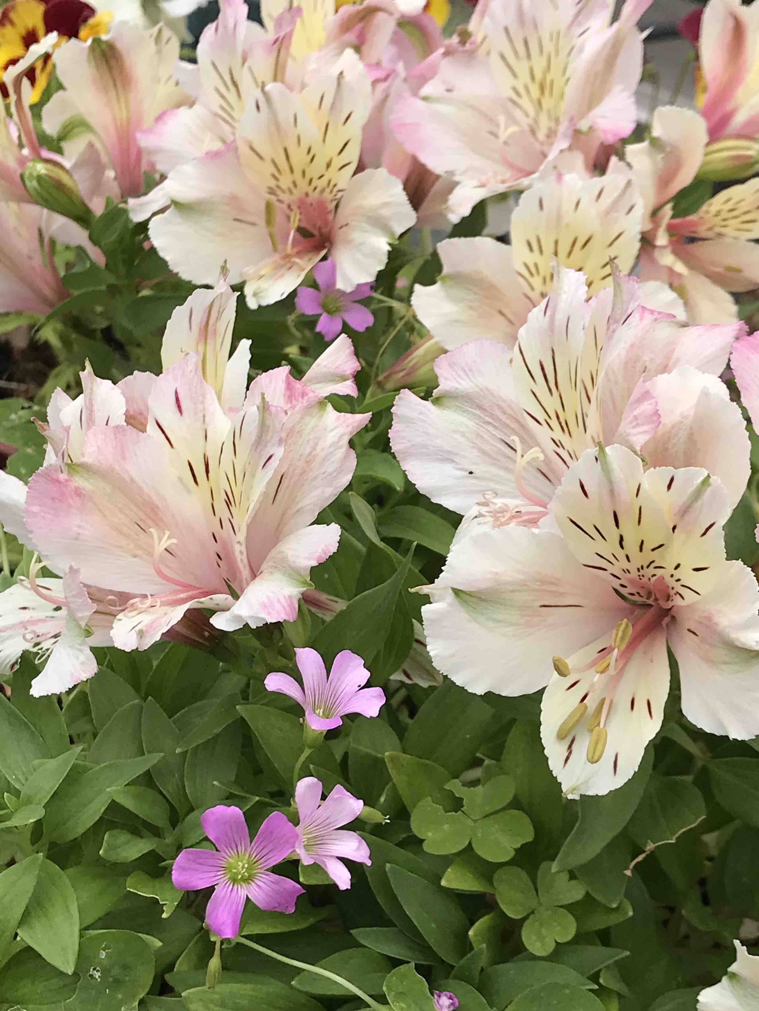 遅咲きアンナプルナ 二番花ラッシュ きよひめの気ままにロザリアン 遅咲きアンナプルナ 二番花ラッシュ きよひめの気ままにロザリアン
