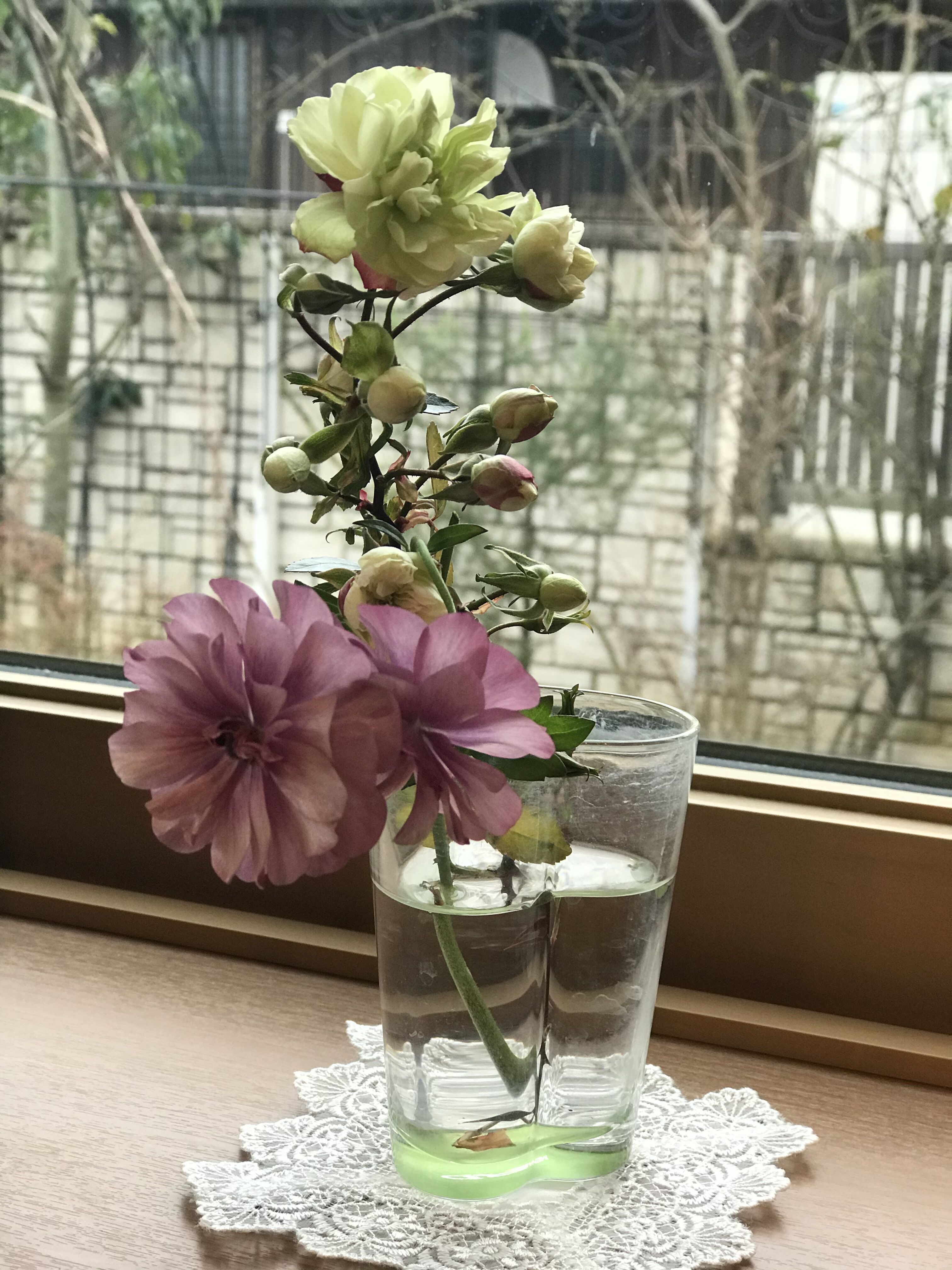 増やせる ラナンキュラスラックス きよひめの気ままにロザリアン 増やせる ラナンキュラスラックス きよひめの気ままにロザリアン