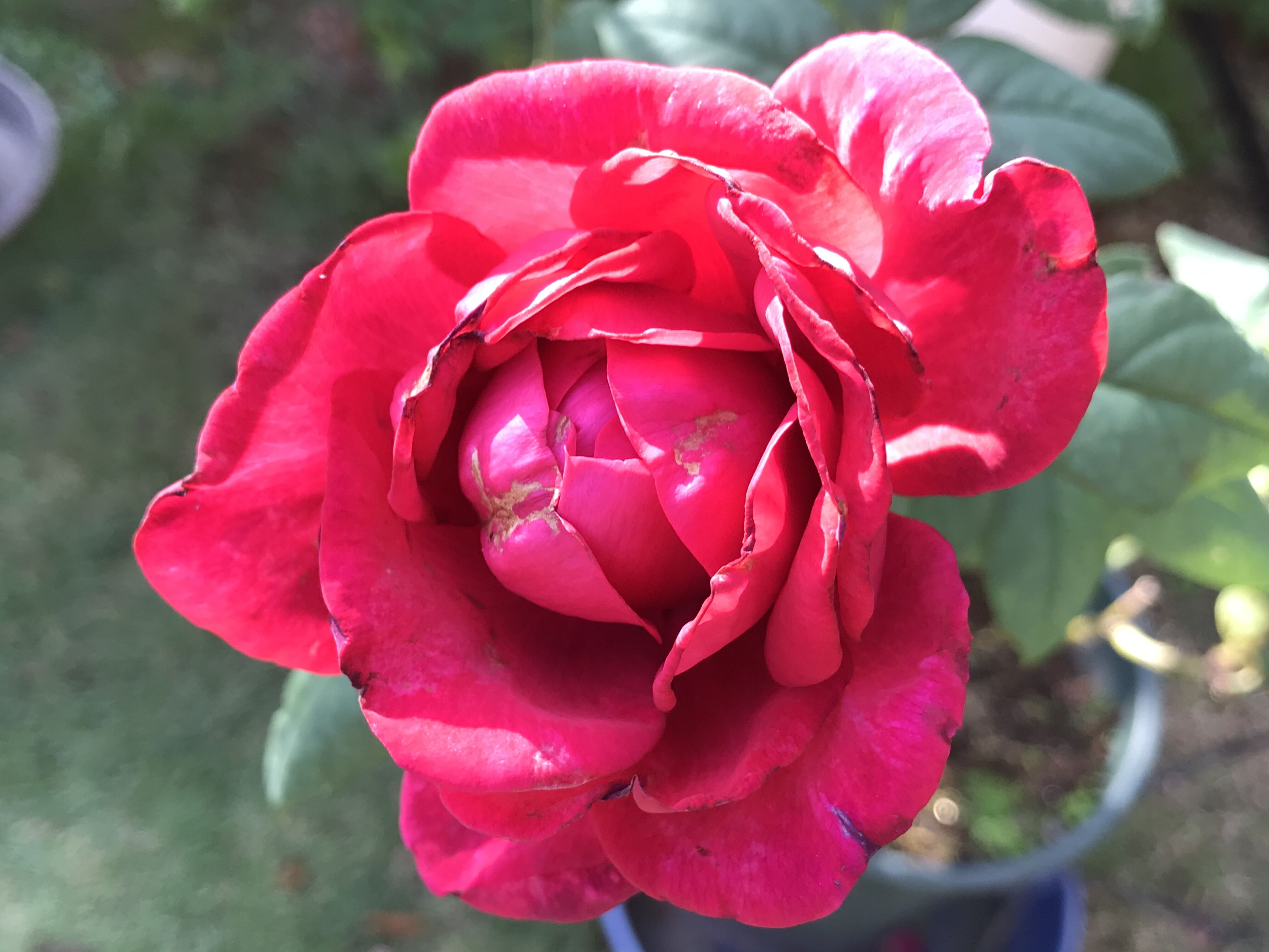 夜来香 ゲーテローズの花弁が きよひめの気ままにロザリアン