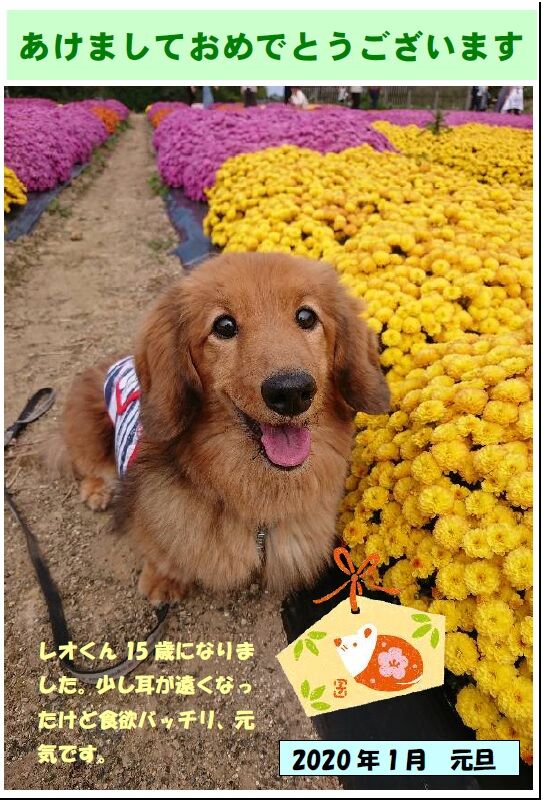 レオ年賀状2020