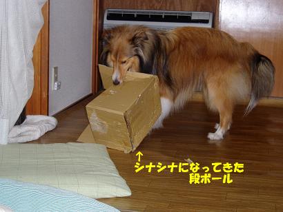 ¥À¥ó¥Ü¡¼¥ë£³