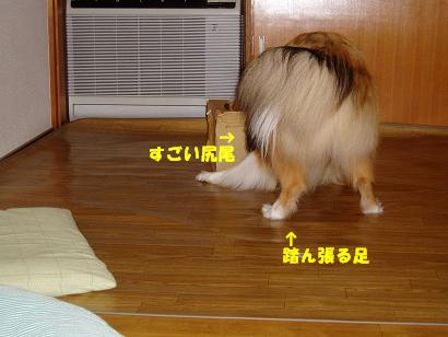 ¥À¥ó¥Ü¡¼¥ë£µ