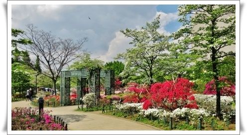練馬区立 平成つつじ公園 2017 きよかぜ便り 練馬区立 平成つつじ公園 2017 きよかぜ便り