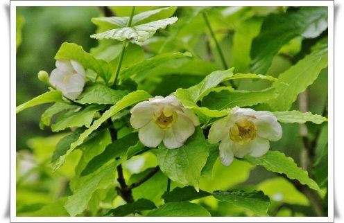 薬用植物園 木に咲く5月の花 きよかぜ便り