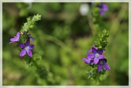 神代植物園植物多様性センター~市立調布野草園 : きよかぜ便り