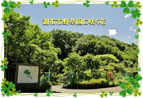 調布市野草園に咲く花 きよかぜ便り