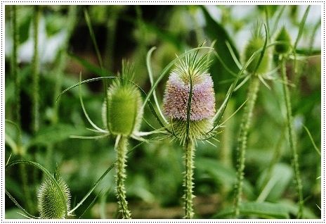 山玉蘭と七月の花 きよかぜ便り