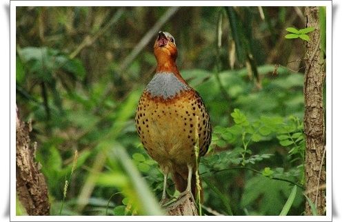 清瀬の桜と野鳥 コジュケイ きよかぜ便り