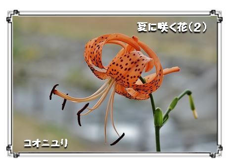 夏に咲く花 ２ きよかぜ便り