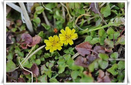 春の花を探して コオニタビラコ きよかぜ便り 春の花を探して コオニタビラコ きよかぜ便り