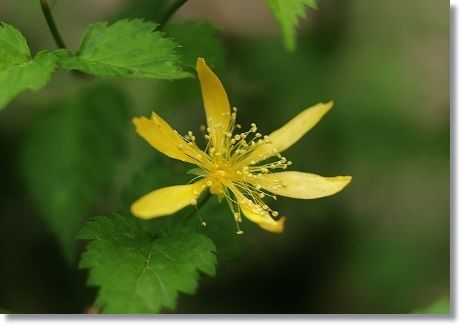 牧野記念庭園の きくざきやまぶき の花 きよかぜ便り