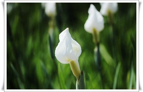 東村山 北山公園の花菖蒲 きよかぜ便り