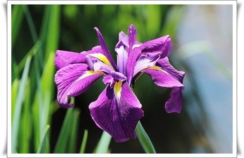 東村山 北山公園の花菖蒲 きよかぜ便り