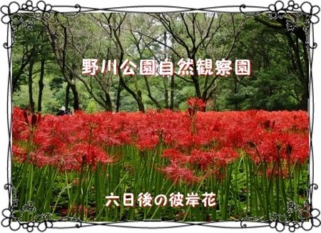 野川公園自然観察園 六日後の彼岸花 きよかぜ便り
