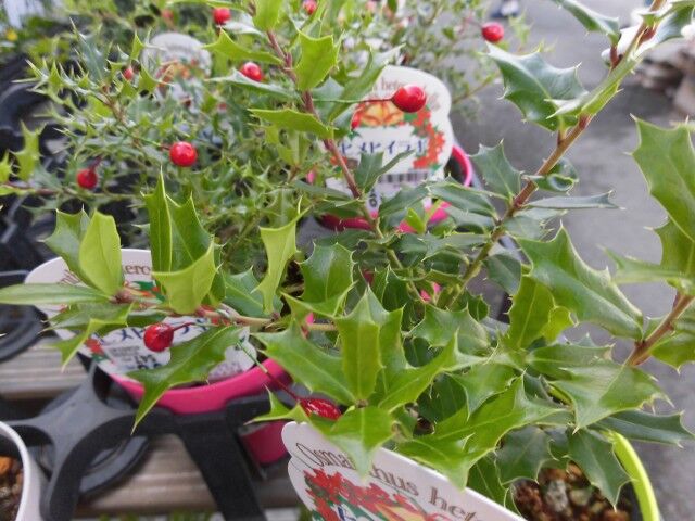 ヒメヒイラギ 初心者のつれずれなる日記