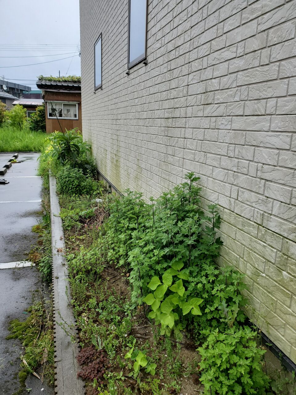 新潟県三条市の屋根外壁塗装専門店 遠藤組 外壁の苔 新潟県三条市屋根外壁塗装リフォーム専門店遠藤組 遠藤板金工業有限会社 0256 32 5559