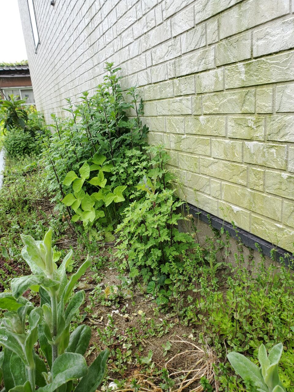 新潟県三条市の屋根外壁塗装専門店 遠藤組 外壁の苔 新潟県三条市屋根外壁塗装リフォーム専門店遠藤組 遠藤板金工業有限会社 0256 32 5559