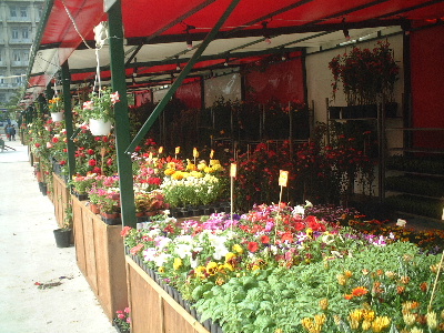 synflower2