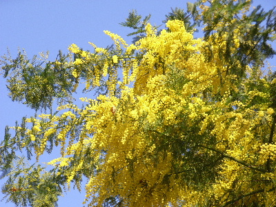 mimosa