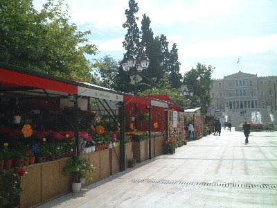 synflower3