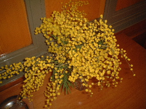 mimoza