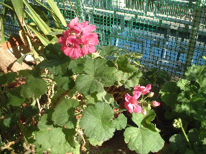 geranium