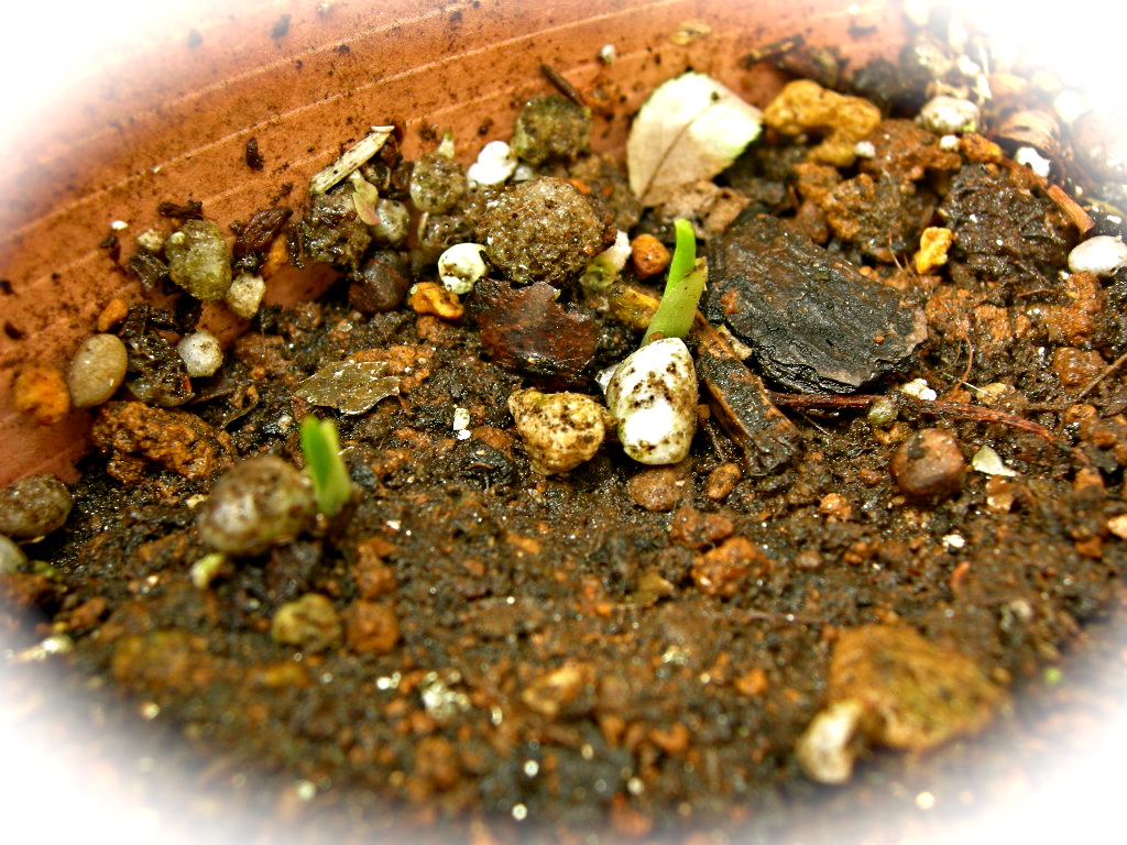 発芽率 Rakkyo S Garden
