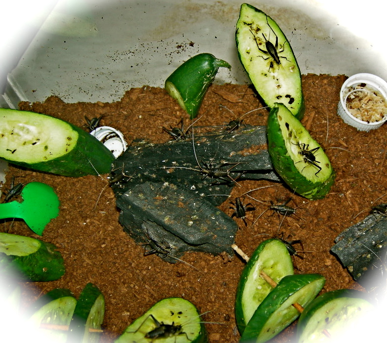 すずむし Rakkyo S Garden